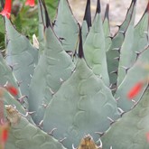 Parry's Agave